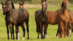 Visuel de Les chevaux