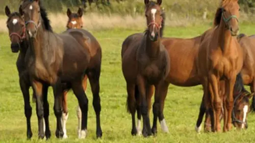 Les chevaux