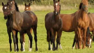 Les chevaux Introduction à l'ostéopathie équine
