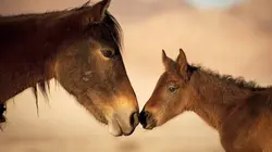 Les chevaux sauvages de Namibie