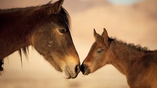 Les chevaux sauvages de Namibie