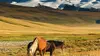 Les chevaux sauvages des montagnes Rocheuses canadiennes