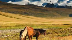 Visuel de Les chevaux sauvages des montagnes Rocheuses canadiennes