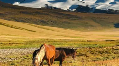 Les chevaux sauvages des montagnes Rocheuses canadiennes