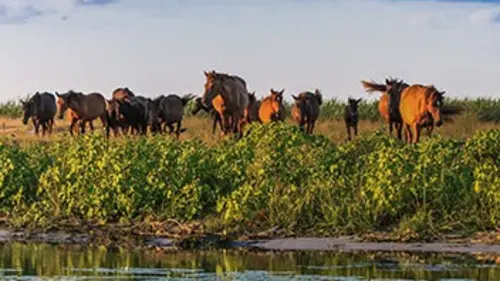 Les chevaux sauvages du delta