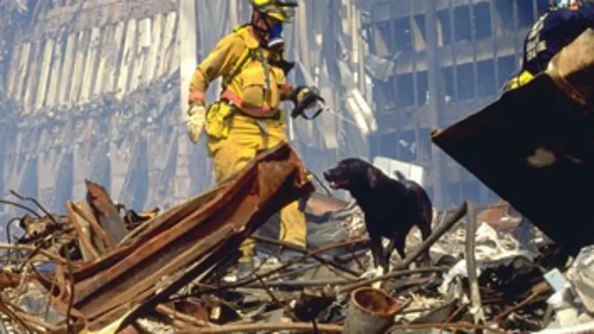 Les chiens, ces héros du 11 septembre