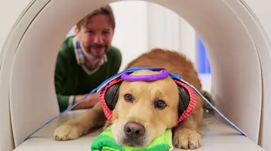 Les chiens peuvent-ils parler ?