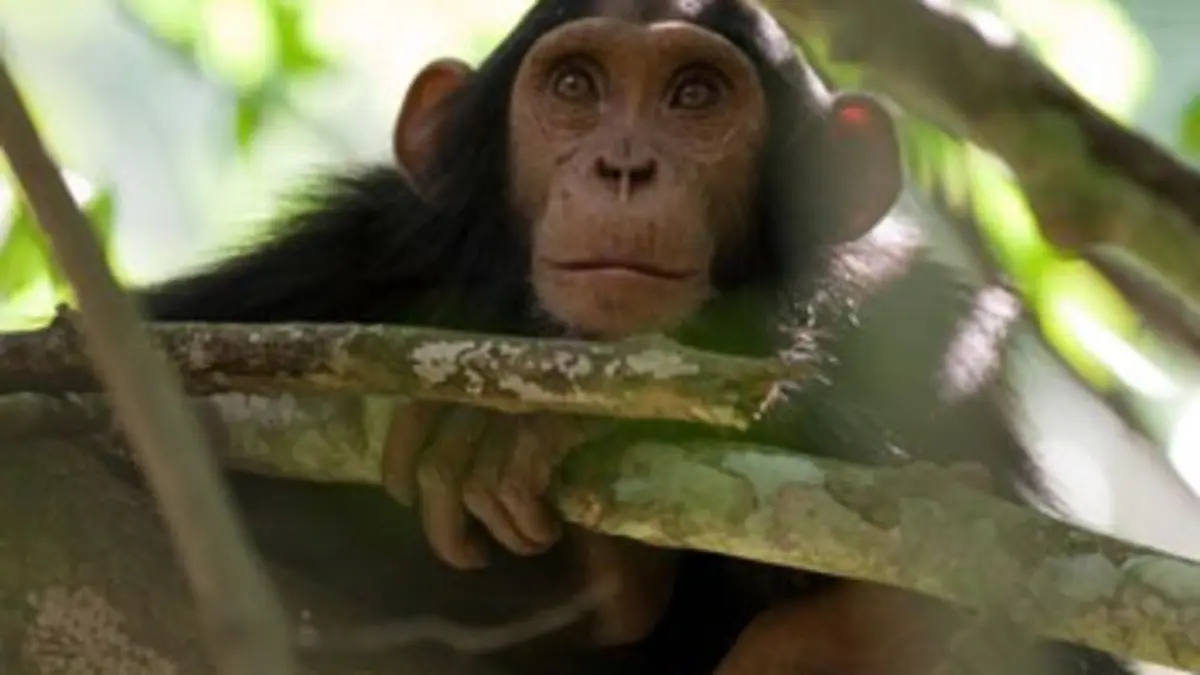 Les chimpanzés du Rift