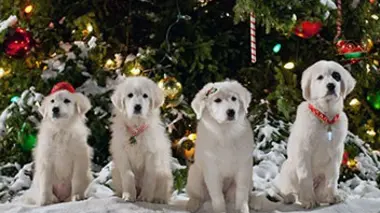 Les chiots Noël, la relève est arrivée