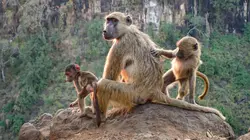 Les chutes Victoria : le jardin d'Eden africain