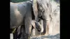 2020 • Les chutes Victoria : le jardin d'Eden africain