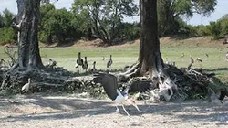 Les cigognes de la Luangwa