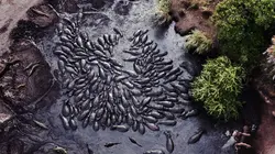 Les clans sauvages du parc de Katavi