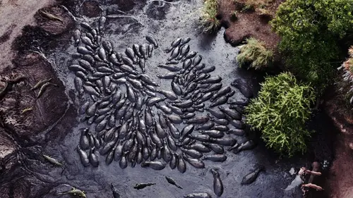 Les clans sauvages du parc de Katavi La fin de l'abondance