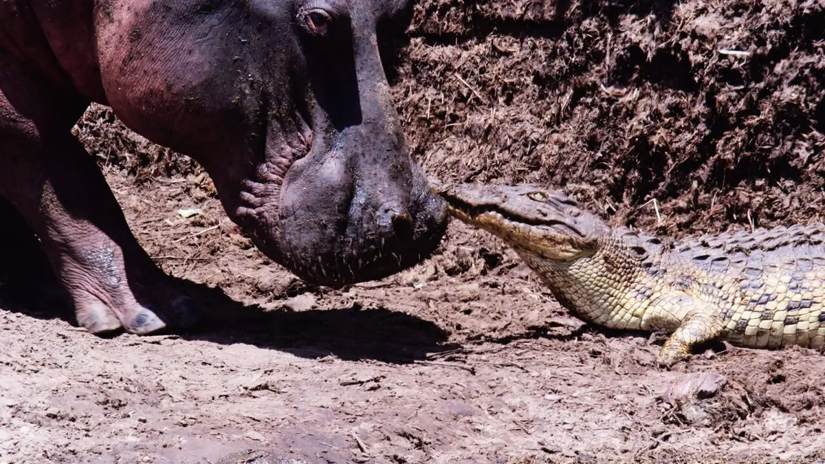 Casting Les clans sauvages du parc de Katavi
