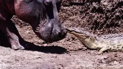 Les clans sauvages du parc de Katavi Le retour de l'eau