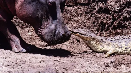 Les clans sauvages du parc de Katavi