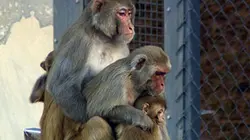 Sur Animaux à 20h35 : Les codes du désir
