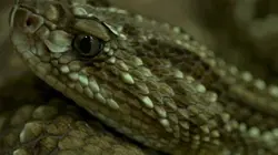 Sur Animaux à 20h35 : Les conflits prédateurs-proies