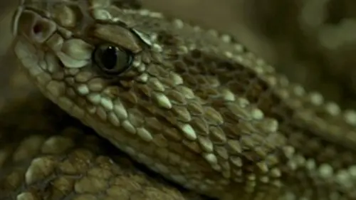 Les conflits prédateurs-proies E04 Tueurs de sang-froid