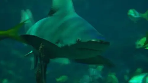 Les conflits prédateurs-proies E06 Guerre sous-marine entre prédateurs et proies