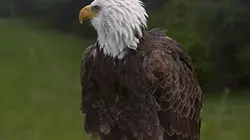 Les conflits prédateurs-proies E02 Les oiseaux de proies