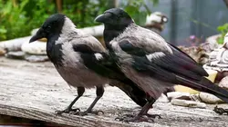 Visuel de Les corbeaux, des oiseaux indésirables en ville