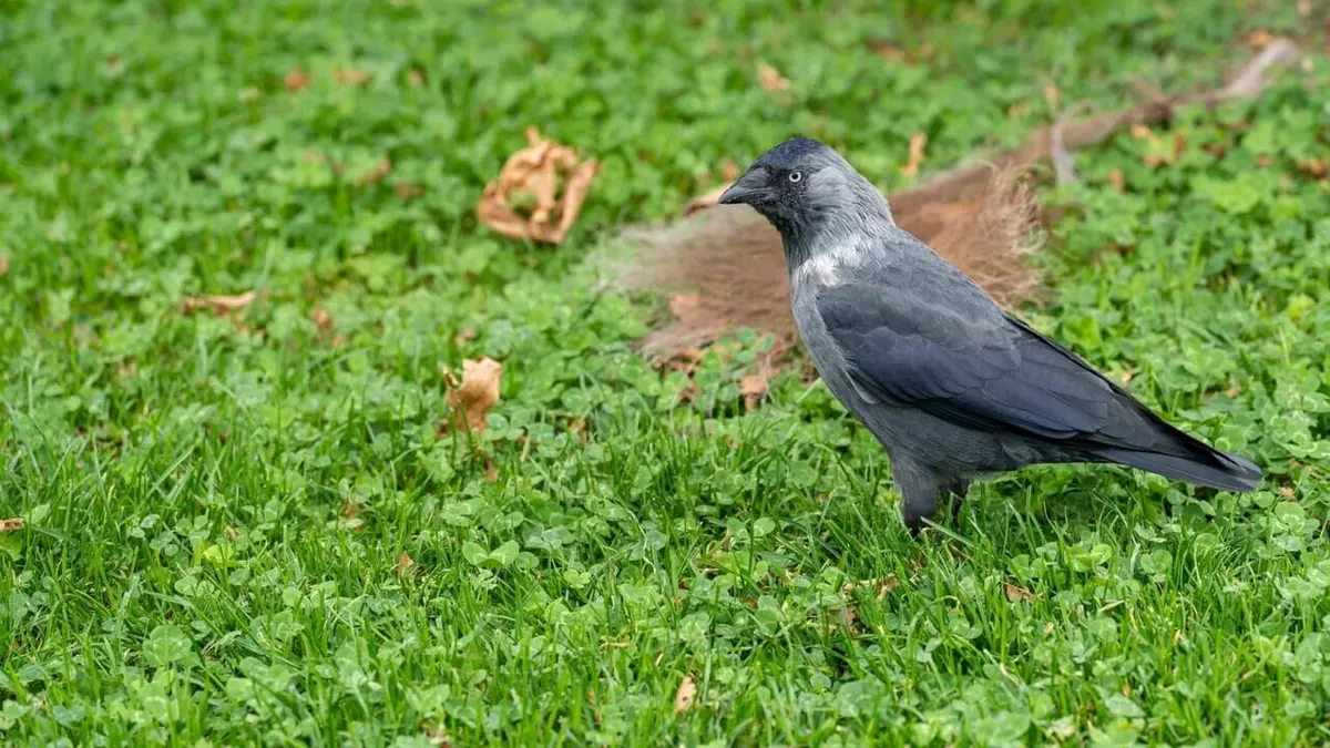 Les corbeaux, des oiseaux indésirables en ville