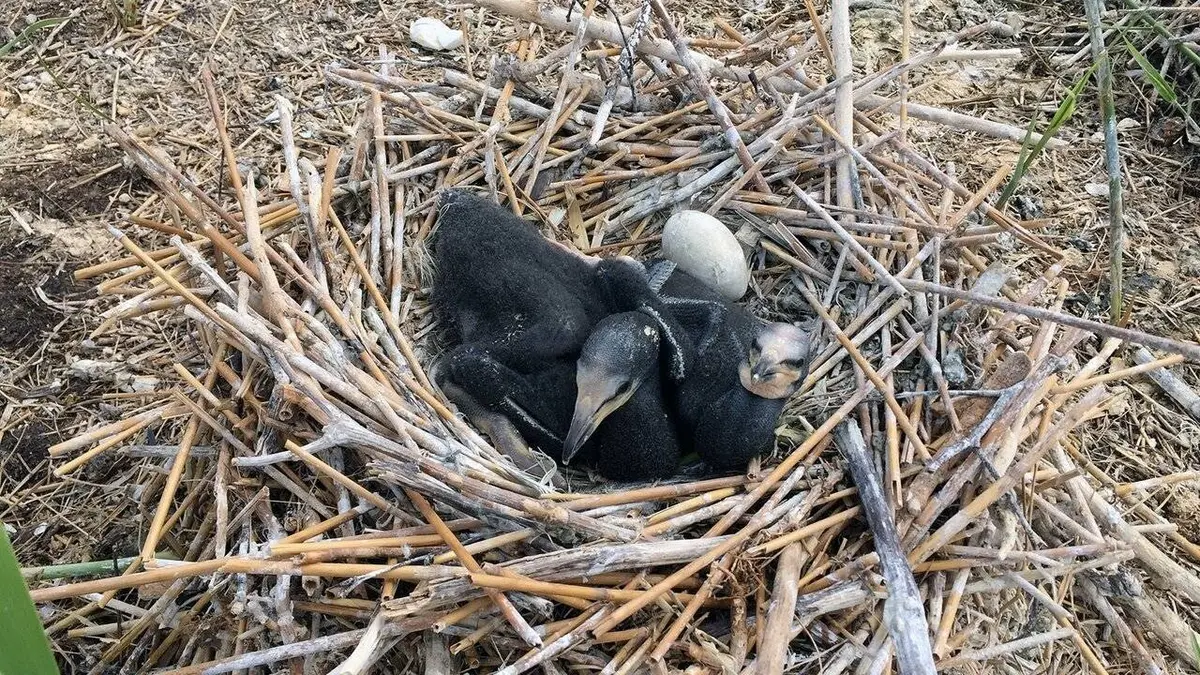 Les cormorans : Voleurs de poisson ou boucs émissaires ?