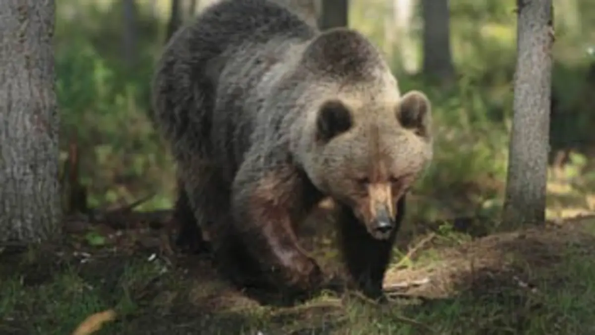 Épisodes de Les coulisses des parcs nationaux