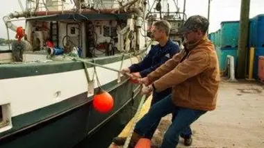 Des harengs par milliers