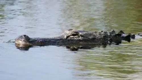 Les crocos de Katuma