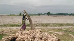 Les cultivateurs de la fibre d'or au Bangladesh