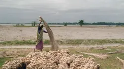 Les cultivateurs de la fibre d'or au Bangladesh
