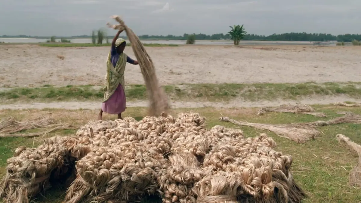 Les cultivateurs de la fibre d'or au Bangladesh