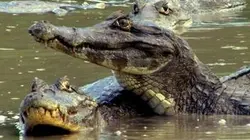 Visuel de Les cycles du Pantanal