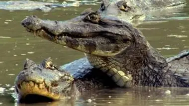 Le royaume du caïman