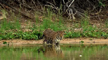 Le royaume du jaguar