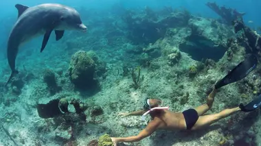 Les dauphins
