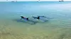 2015 • Les dauphins de Shark Bay