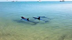 Visuel de Les dauphins de Shark Bay