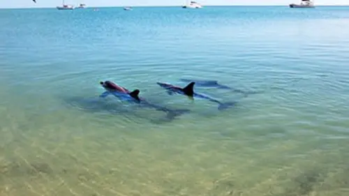 Les dauphins de Shark Bay