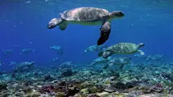 Les défis de la Grande Barrière de corail