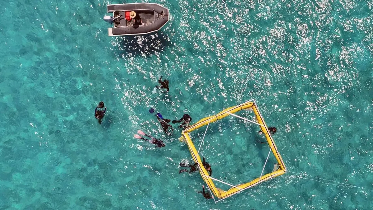 Les défis de la Grande Barrière de corail