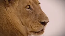 Les défis de la vie sauvage