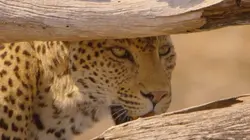 Les défis de la vie sauvage