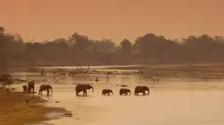 Les défis de la vie sauvage