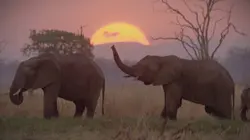 Les défis de la vie sauvage