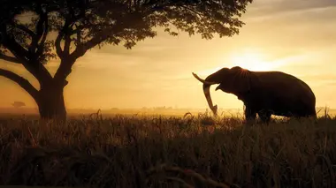 Les défis de la vie sauvage S01E01 Se nourrir dans la savane