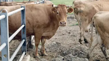 Autour de Parme et de Reggio d'Émilie